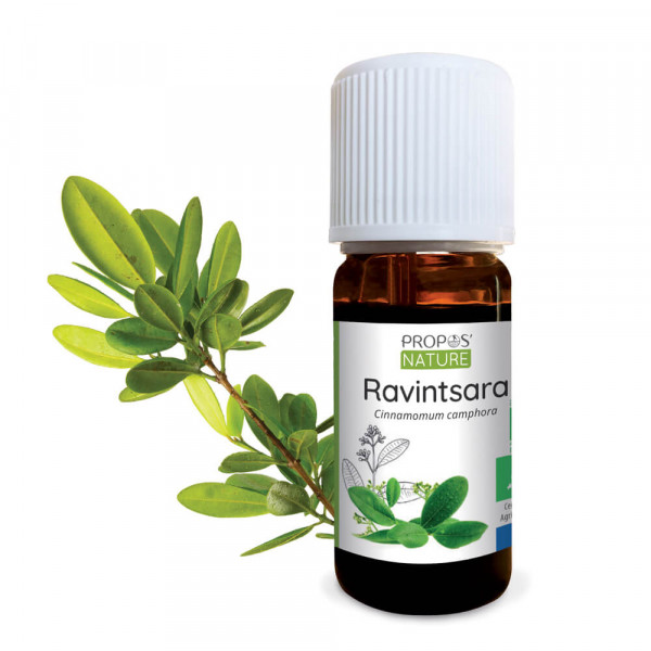huile essentielle de Ravintsara bio