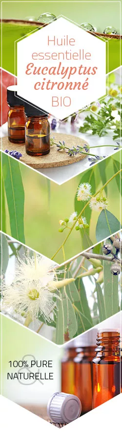 Huile essentielle d'Eucalytus citronné ou citriodora bio - Saint-Hilaire